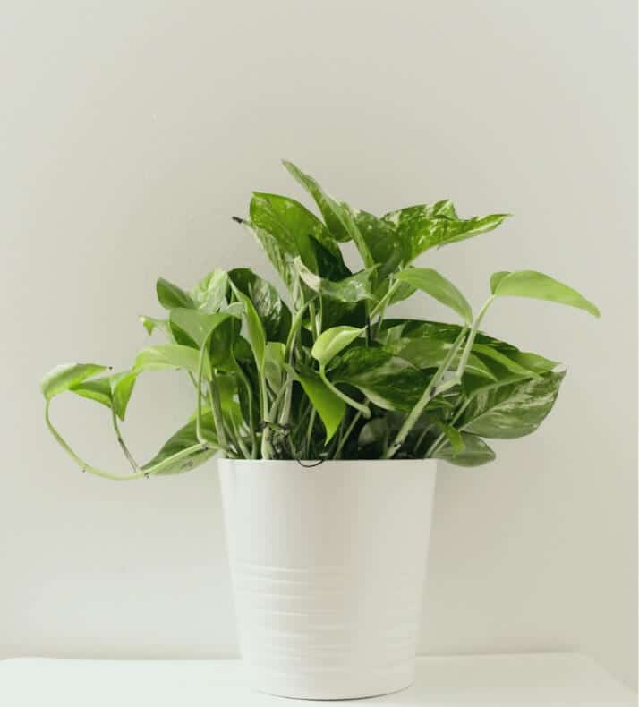 Choosing The Right Indoors Plants